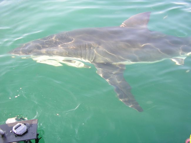 こいつは大きい。さてウェットスーツに着替えていよいよケージに入ります。水温は１６℃とかなり冷たいです。