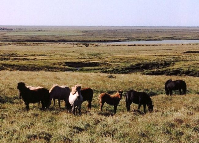 一号線の両脇には、羊や牛や馬が放牧されている。<br />当然馬乗りの私は”お馬”をチェック。<br />ここの馬は「アイスランディックホース」で、純粋種が多い。<br />昔バイキングが連れてきた馬がそのまま他の種と交配されずに残ってるらしい。<br />お馬の皆様、髪（特に前髪）がワイルドにのびていらっしゃるわ〜。<br />あー、この大自然の中を馬に乗って走って行きたいなぁ。