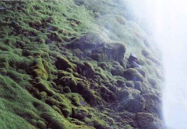 Seljalandsfossの滝つぼからの跳ね返りの水で、モケモケした苔がびっしり生えている。<br />本当に、「モケモケッ」とした感じのやわらかい苔。<br />アイスランドには、この「モケモケ苔」があっちにもこっちにも生えている。<br />やっぱりお水が良いからかな？