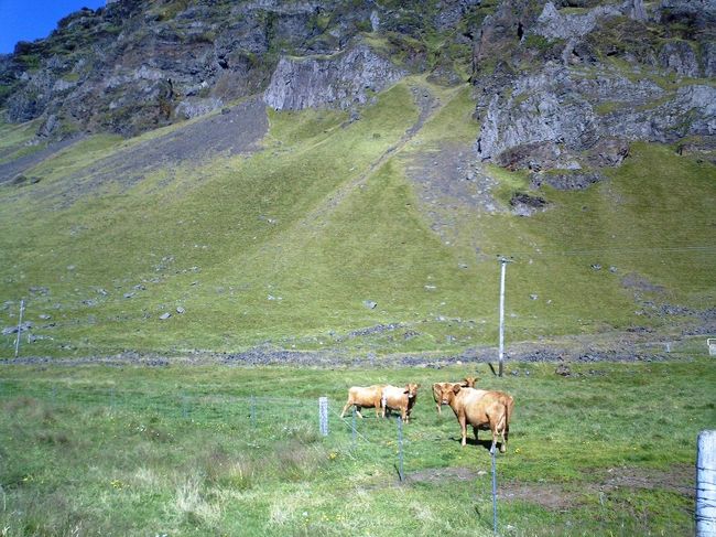 （ちょっと小さいですが・・・）のんびりと草をはんでる牛さん達。<br />先ほどは、車の前を牛の団体様で横切ってくださりありがとうございます。<br />赤い車なんで、牛さんが止まってこちらを「ジロリ」と見たときは、かなーーーりドキドキさせて頂きました。<br />赤って牛が興奮する色だったような気が・・・<br />牛だらけのアイスランドで赤い車は危険かもしれない。。。<br /><br />