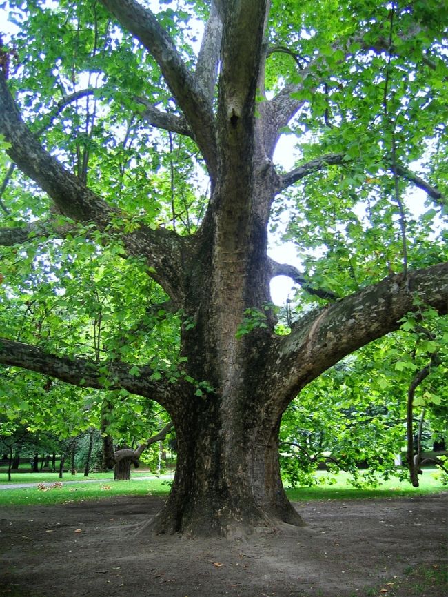 マルギット島で現在最も高樹齢の木 (約２００歳)<br /><br />The currently oldest tree in Margitsziget (about 200 years)