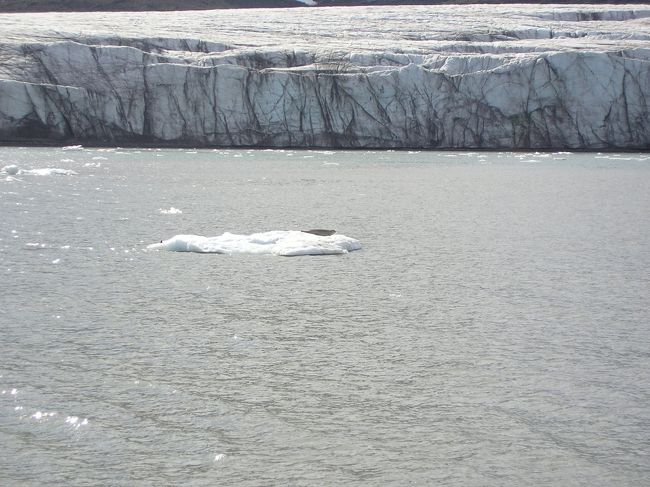 Ymerbuktaの氷河上に今日はアザラシがお昼寝。