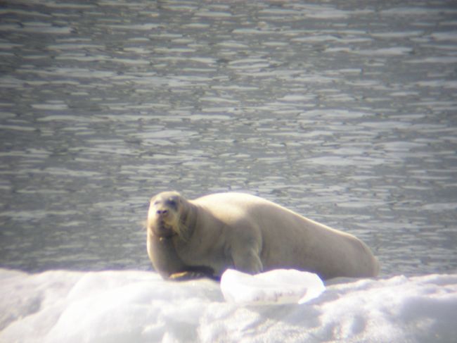 アゴヒゲアザラシですね。