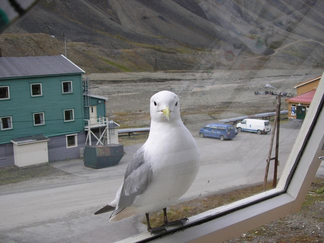 宿の窓にカモメが…あまり怖がりません。