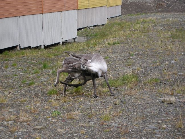 トナカイは背中が痒ければ孫の手なしに背中をかけます。