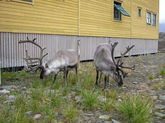 トナカイは結構うろうろしています。