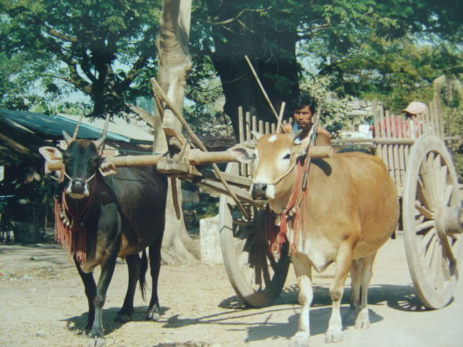 熱い陽射しの中を牛車がゆっくりと進む,ここでは時間までがゆっくりと進んで居る様な気がする.こんな国は時間に合わせてゆっくりと旅するのが一番だろう.しかし,せわしない日本人には無理かも....