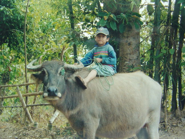 水牛は家畜だが,子供達には遊び相手だ.