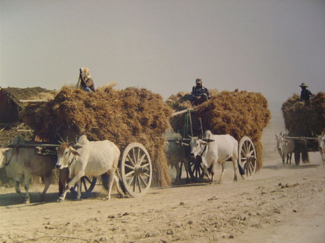 藁をつんだ牛車の列,乾燥して居るので土埃がすごい.