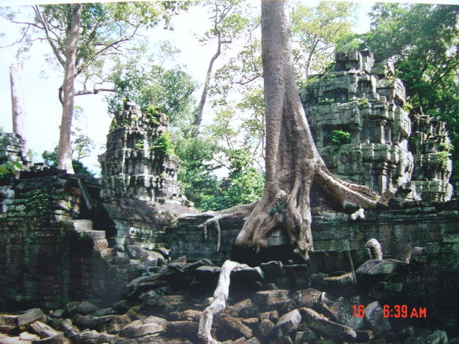 大木の根が遺跡をじわじわと絞めつける.置き去りにされた寺院と自然との融合?