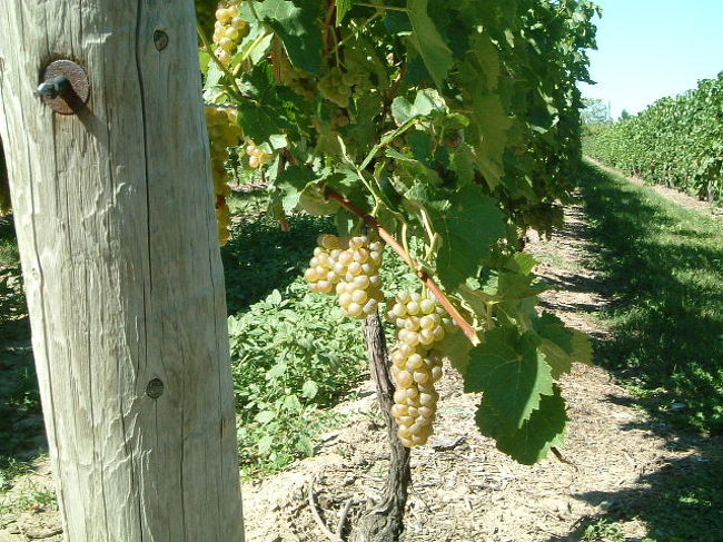 アイスワイン用のぶどうです。<br />試食してみましたがアイスワイン程甘く無かったです。