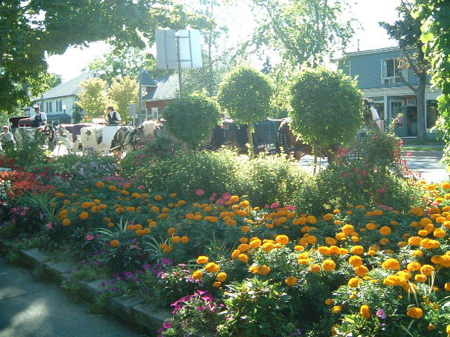 メインストリートの植え込み