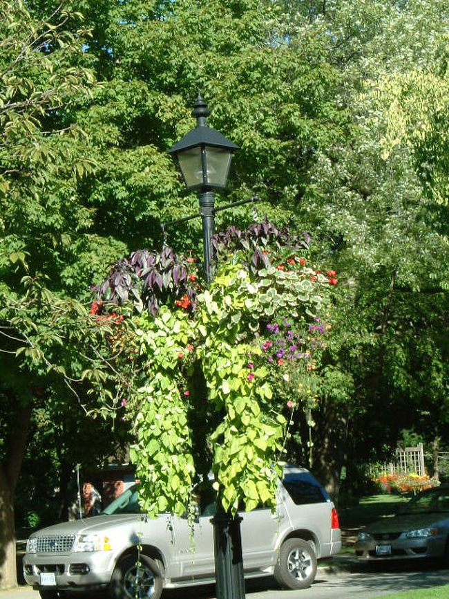 街灯も花で飾られていました。