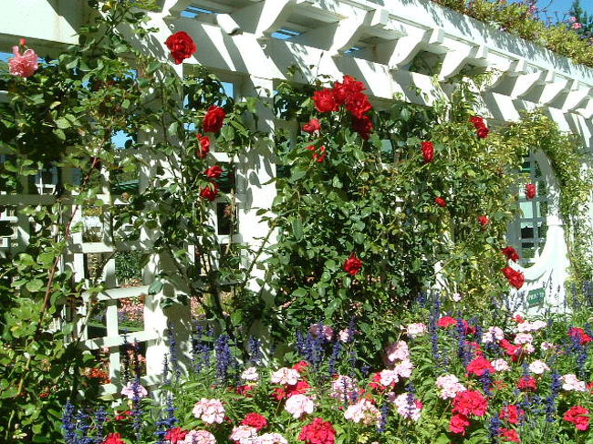 たくさんのお花が咲いているので季節がわからなくなってしまいます。