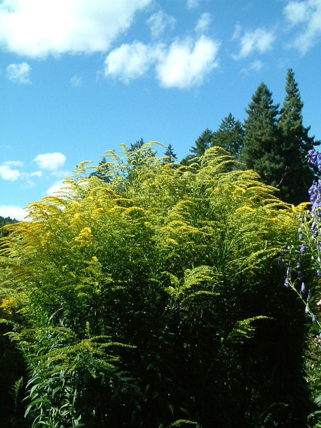 秋のお花。「トリカブト｣根は毒をもっています。