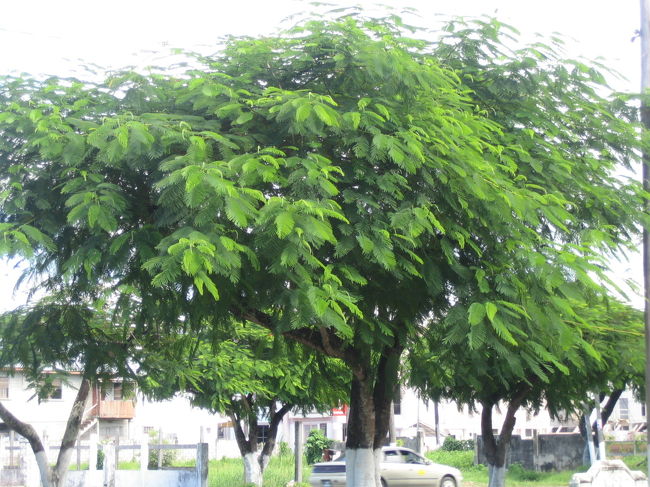 ♪この〜木何の木、気になる気になる♪<br /><br />ねむの木かな？<br /><br />風にさわさわと揺れていた。<br />それを見ると気持ちが快くなった。<br /><br />白い町並み、大きな木の緑の葉、青い空・・・<br />お昼は太陽が容赦なく降り注ぐ。<br />少し、ドブの匂いもするが、日に日にこの町が好きになっていく。「住めば都」かな？