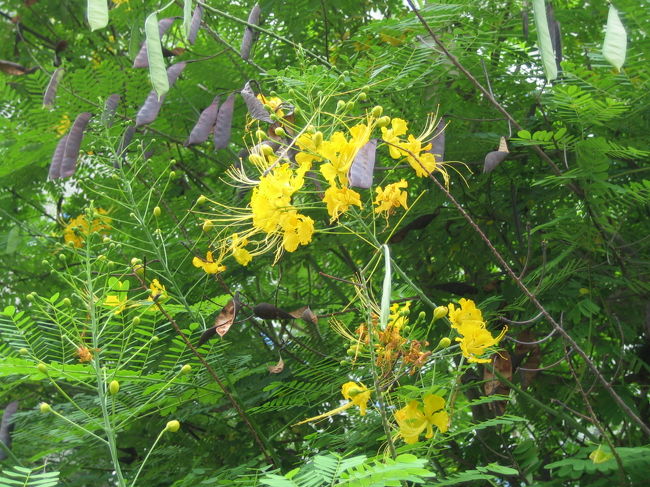 目が覚めるような黄色だった。<br /><br />お花を見ると癒されますね。