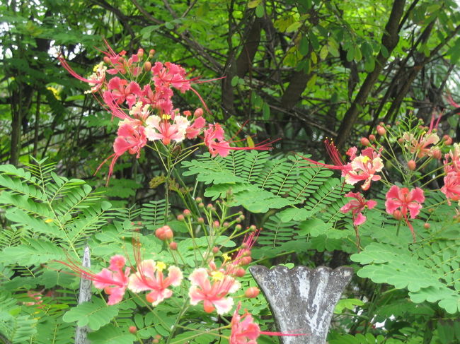 牡丹色した美しいお花。<br /><br />でも、凄く繊細だった。