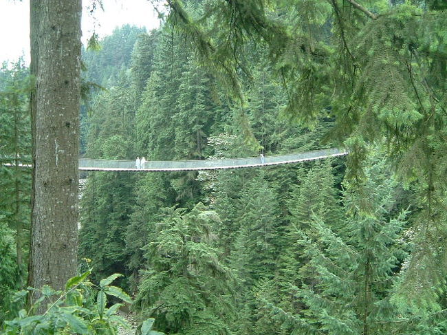 「つり橋｣を横から見てみました。