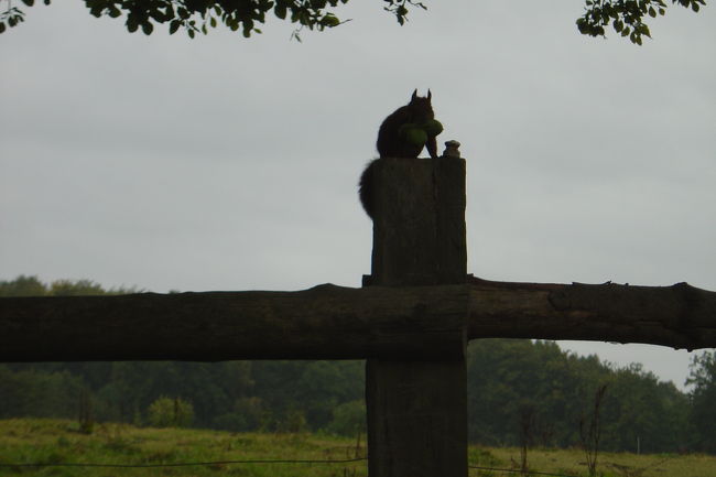 lisuga kino mi o kuwaete imasu.
