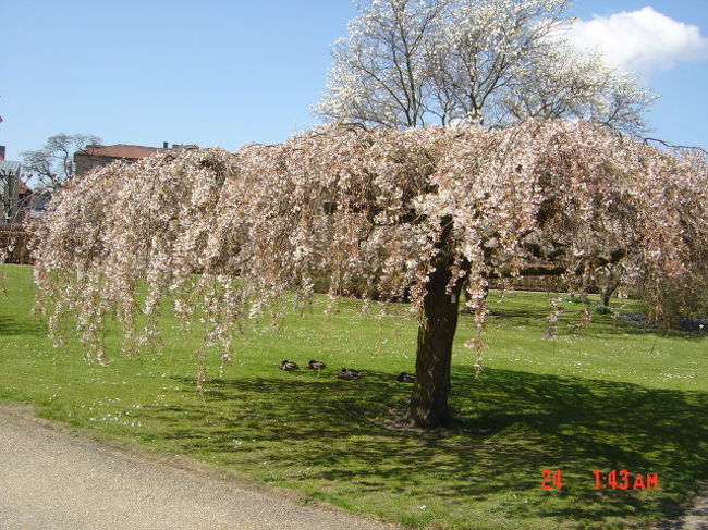 kouen no sakura.kamo ga hikage de neteimasu.
