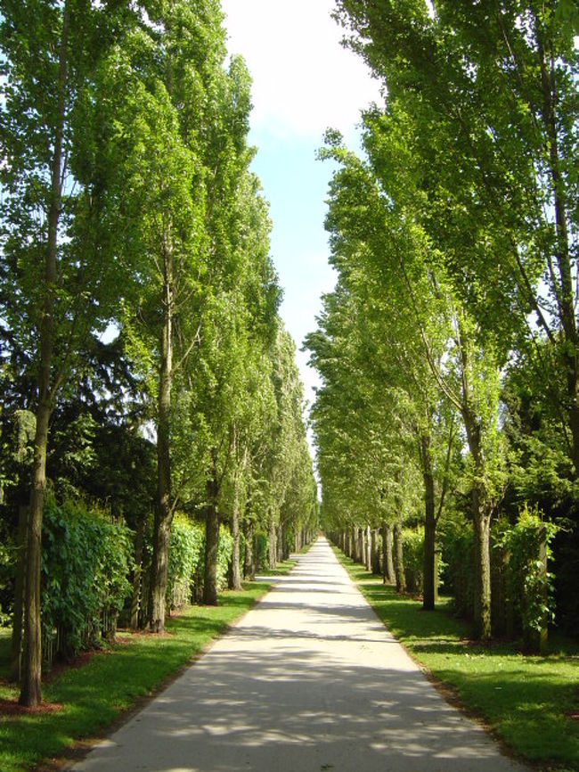 bochi no naka no namikimichi natsu desu.