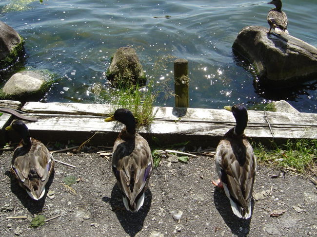 hinatabokko o shireiru kamo tachi.