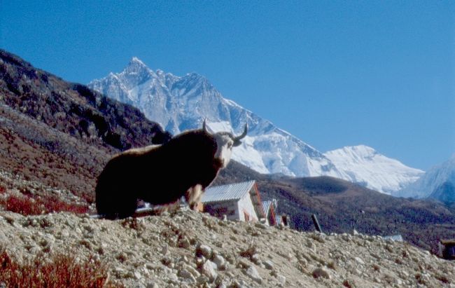 霊峰をバックにヤクの雄々しい姿。<br />モデルにヤクにたちます。<br />ロッジのそばの水場で。