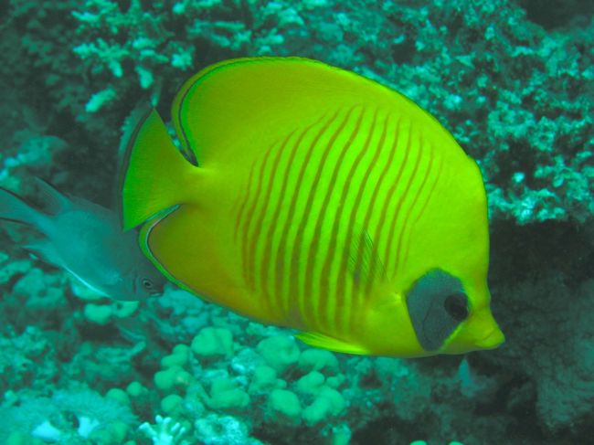 ゴールデンバタフライフィッシュ。<br />紅海のシンボル？<br />３０ｃｍほどのサイズで目立ちます。<br />パンダのような目が可愛かったです。<br />