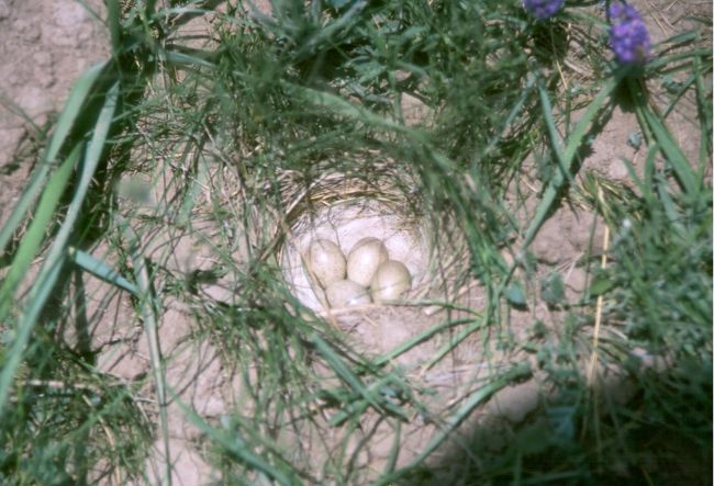 バインブルグ<br />宿泊施設へ到着、<br />パオに泊るつもりだったが下がじめじめして、<br />臭いもすごかったので、コンテナの中に泊る<br />ことにしました。<br />早速周辺を散歩<br />鳥の卵を発見！　<br />親鳥がけがをしたふりをして我々を巣から<br />離れさせようとしました