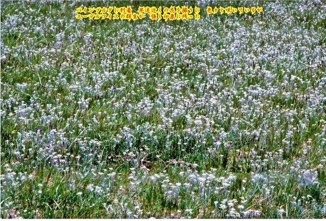 エーデルワイス<br />ガイドの説明でしたが、そのものなのか<br />その一種なのか判りません<br />どこまでも一面に咲いていました