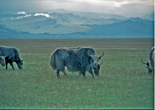 ヤク <br />３０００?以上の高地に生息します
