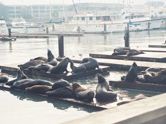 【フィッシャーマンズワーフ】


サンフランシスコ（San Francisco）市内観光3カ所目はフィッシャーマンズ・ワーフ（Fisherman's Wharf）です。
ここでシーフード料理店で昼食を取りました。
桟橋の上ではたくさんのアシカが休んでいました。


■Wikipedia（フィッシャーマンズワーフ）
http://ja.wikipedia.org/wiki/%E3%83%95%E3%82%A3%E3%83%83%E3%82%B7%E3%83%A3%E3%83%BC%E3%83%9E%E3%83%B3%E3%82%BA%E3%83%AF%E3%83%BC%E3%83%95_(%E3%82%B5%E3%83%B3%E3%83%95%E3%83%A9%E3%83%B3%E3%82%B7%E3%82%B9%E3%82%B3)