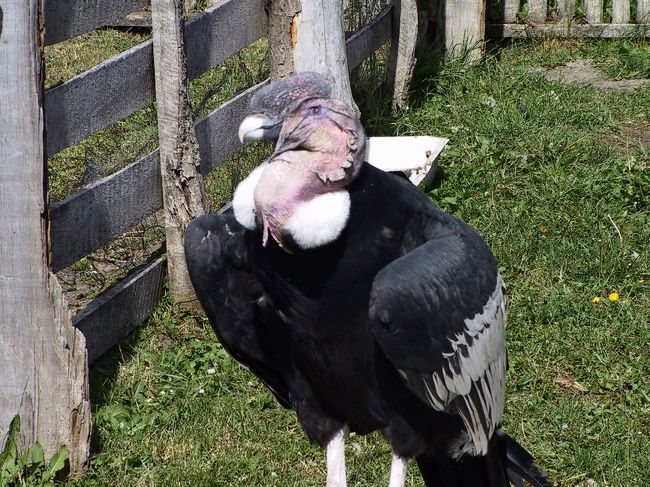 プンタアレーナスの空港で降りて<br />マゼラン海峡へ向かいます<br /><br />トイレ休憩のお店で飼っていた、<br />飛べないコンドル・・・赤ちゃんの時に<br />迷い込んできたらしい<br />