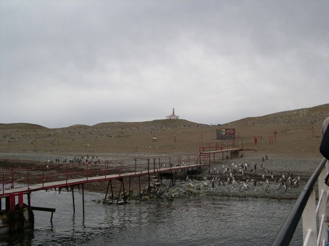 マゼランペンギン　<br />マゼラン海峡クルーズです<br />沢山のペンギンがお出迎え