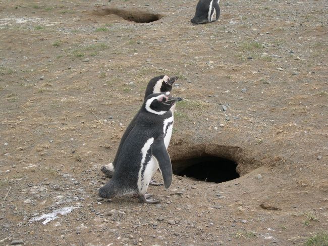 マゼランペンギン<br />島へ降りて交流です