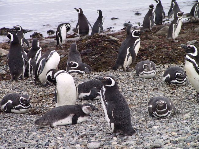 マゼラン海峡クルーズ<br />マゼランペンギン<br />海から上がってきたばかりのペンギン<br />羽を乾かしたり、毛繕いをしたり<br />見ていて飽きません