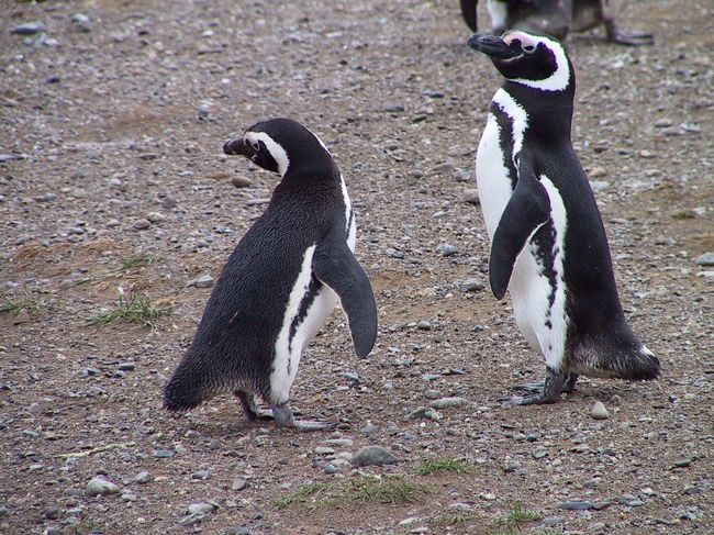 人間と同じように、お互いに<br />話し合っているように見えます