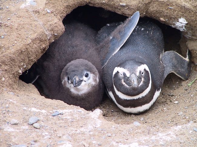 マゼランペンギン　　<br />親子<br />すぐそばへ寄っても、気にもしないようです<br />むしろこちらに興味を示しているようでした