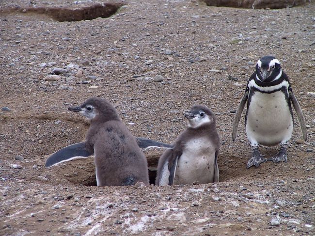 こちらは双子・・・・