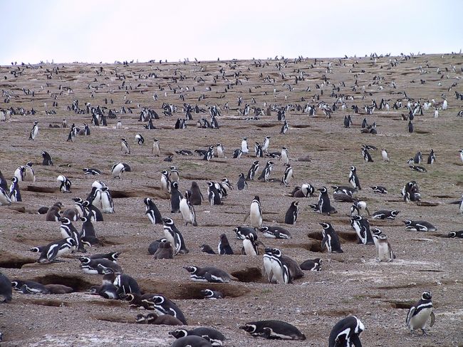 此処だけで、一万頭ほど生息しているそうです。