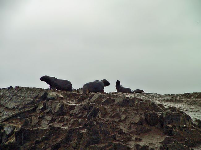 ビーグル海峡クルーズ　　<br />オタリア　アシカの一種です