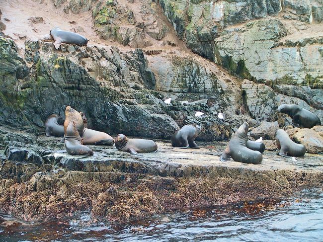 オタリアのハーレム