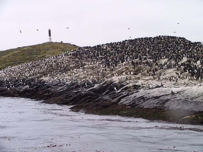 海烏の一種 <br />インペリアルコモランです