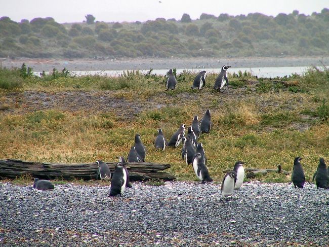 マゼランペンギン