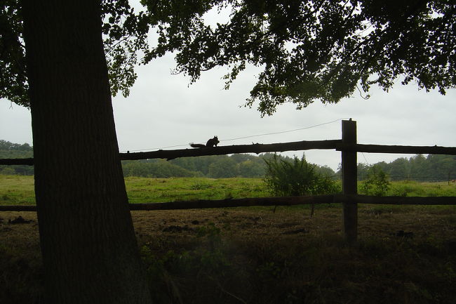 sakuno ueo hashiru lisu.