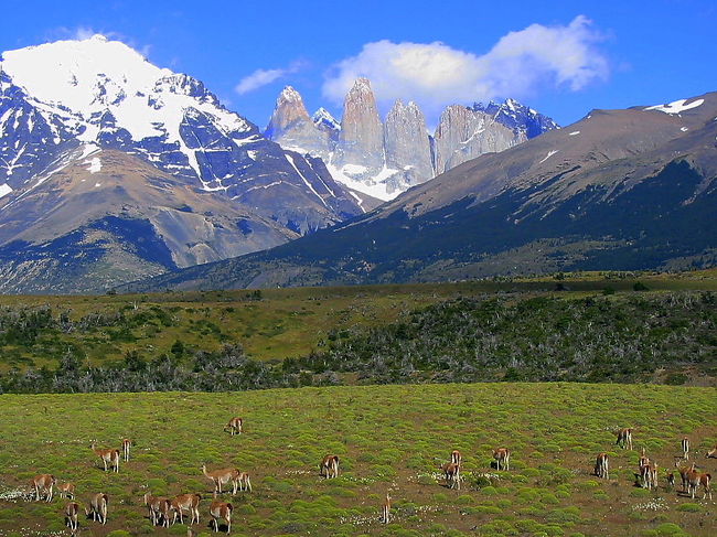 夢にまで見たパイネの塔と平原で遊ぶグアナコの群れ<br />