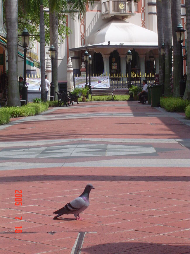 ブッソーラ・ストリート・ドバト。<br />ドバトは世界共通!?