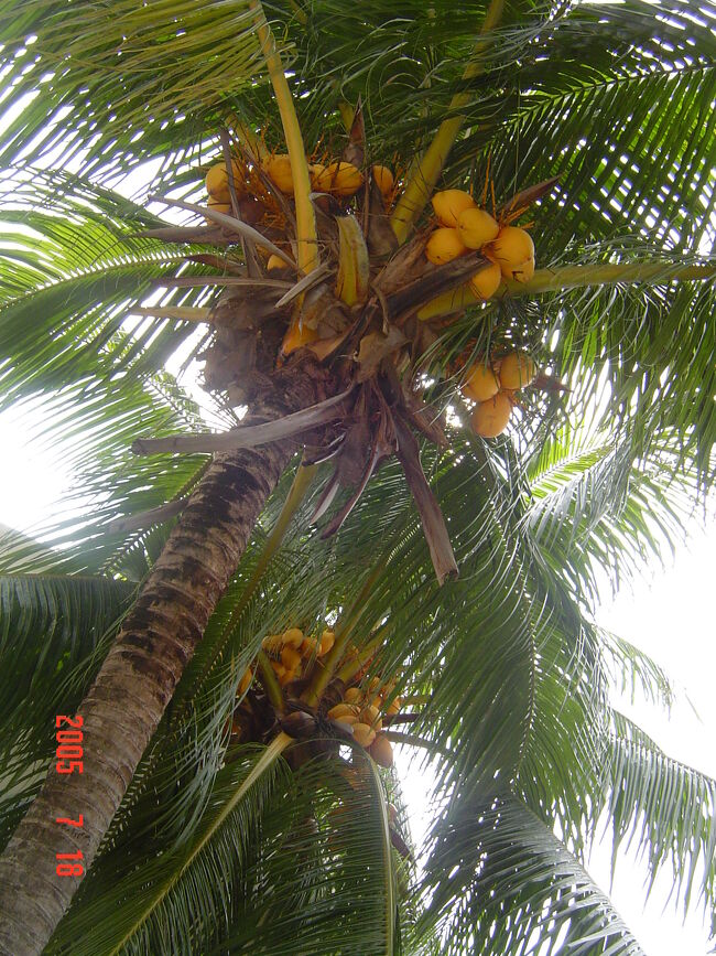 南国って感じ！！