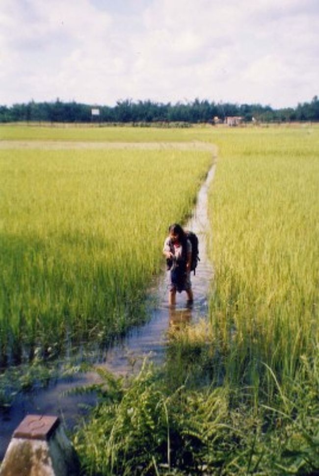 チラハティとインドの国境。田んぼでした（涙）<br />ここからバンガリという荷台にゆられること数十分。<br />チハティにつくころには、ビショビショのジーンズもからっからに乾いてしまいました。